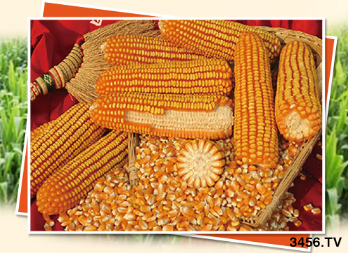 玉米購種季來臨,對種子有什么顧慮?看看不一樣的選種技巧! 玉米購種季來臨,對種子有什么顧慮?看看不一樣的選種技巧!