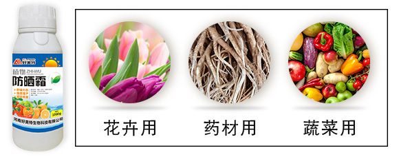 ֲ�����˪-������