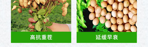 �������󶹌��ú�������ˮ�ܷ���-������-�Ƶ�