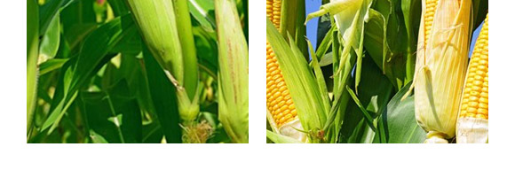 ���A909-���׷N��-��ɷN�I(y��)