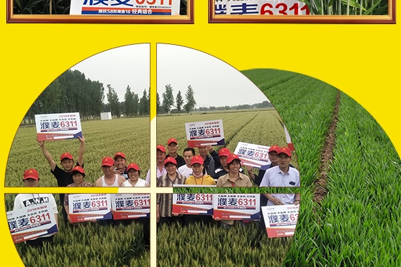 濮麥6311-小麥種子-邦邦種業(yè) 濮麥6311-小麥種子-邦邦種業(yè)