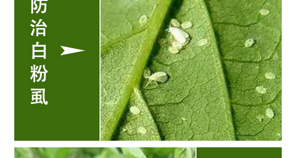 ȫ��һ��-�滯���h