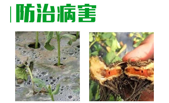 3%��˪���fù�`ˮ��-�o��-�L�p�r(n��ng)ˎ