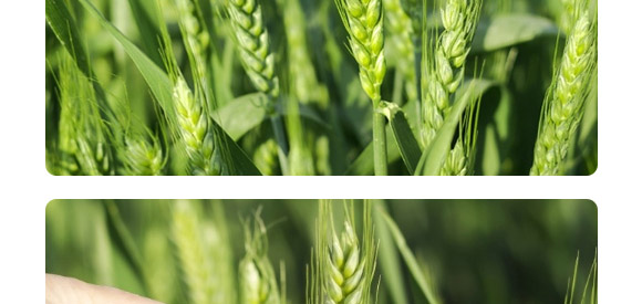 ����1̖(h��o)-�����F��-����N�I(y��)