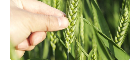 ����1̖(h��o)-�����F��-����N�I(y��)