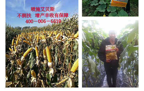 5億微生物菌劑-普創(chuàng)科技 5億微生物菌劑-普創(chuàng)科技