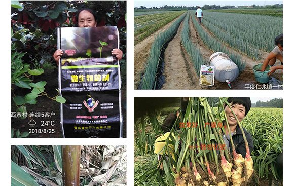 5億微生物菌劑-普創(chuàng)科技 5億微生物菌劑-普創(chuàng)科技