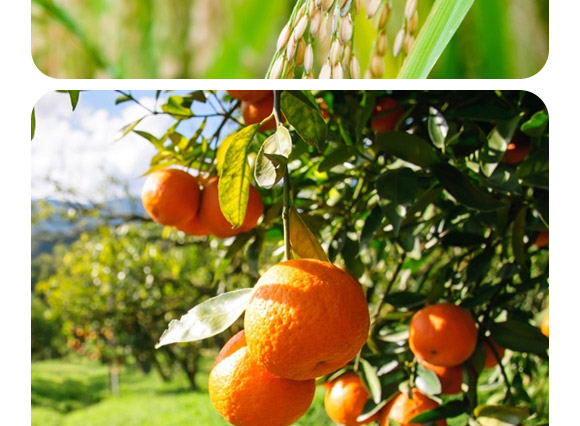 �S������������40-0-0-�����-�F�컯