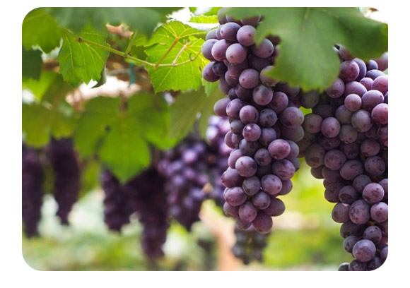 �S������������40-0-0-�����-�F�컯