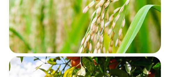 �ͺ�΢�������-������2�|/�ˣ�-�F�컯