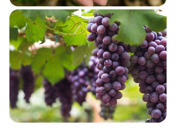 �ͺ�΢�������-������2�|/�ˣ�-�F�컯