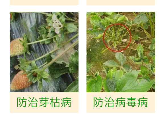 ΢�����-��ݮ���P��-���S��