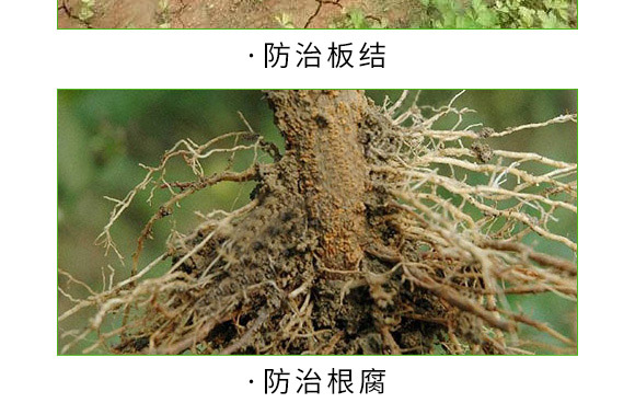 海藻+甲殼素-生根彩果-易普豐 海藻+甲殼素-生根彩果-易普豐