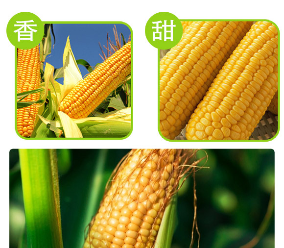 ����337-���׷N��-�п�����