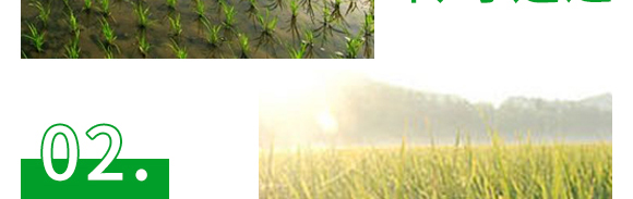 5g噁霉靈水分散粒劑-土紳-長雙農(nóng)藥 5g噁霉靈水分散粒劑-土紳-長雙農(nóng)藥