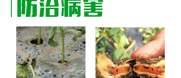 5g噁霉靈水分散粒劑-土紳-長雙農(nóng)藥 5g噁霉靈水分散粒劑-土紳-長雙農(nóng)藥