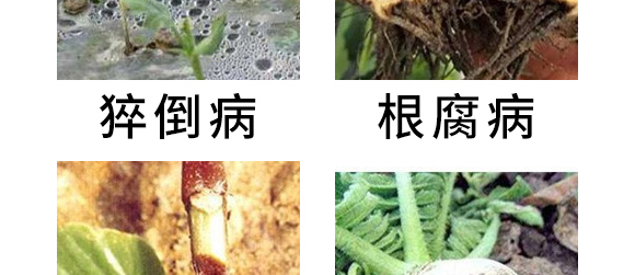 5g噁霉靈水分散粒劑-土紳-長雙農(nóng)藥 5g噁霉靈水分散粒劑-土紳-長雙農(nóng)藥