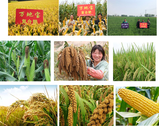 40kg���������͏�(f��)�Ϸ���26-11-11-�f�،�-��ʢ�ʘI(y��)