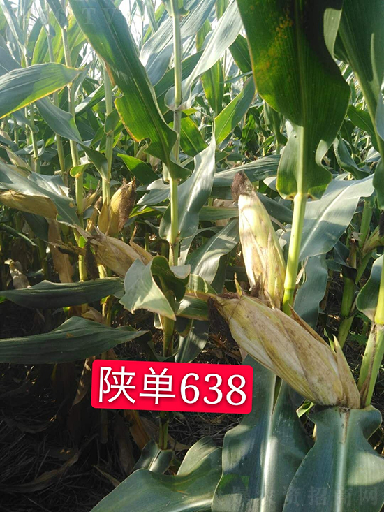 ꃆ�638���׷N��-�ÉѼ�-�Ё��r(n��ng)�I(y��)