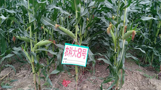 �t�S�r(n��ng)�ƴ�8̖(h��o)���׷N��-�ػ��w��-�Ё��r(n��ng)�I(y��)