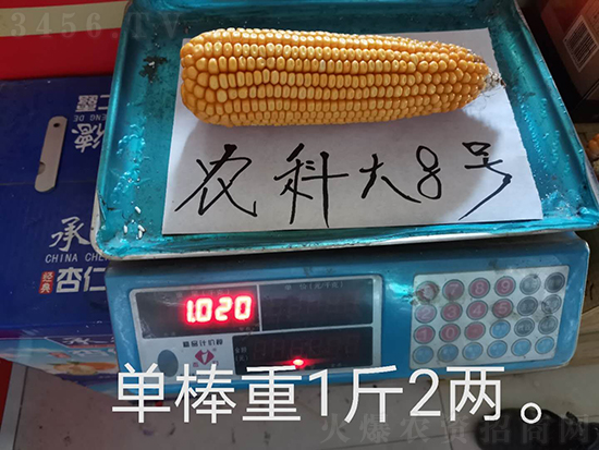 �t�S�r(n��ng)�ƴ�8̖(h��o)���׷N��-�ػ��w��-�Ё��r(n��ng)�I(y��)