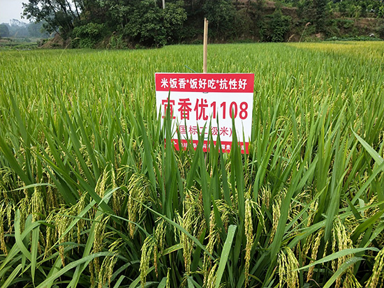 宜香優(yōu)1108-水稻雜交種-福華高科 宜香優(yōu)1108-水稻雜交種-福華高科