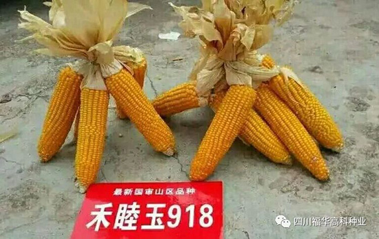 和睦玉918-玉米種子-福華高科 和睦玉918-玉米種子-福華高科