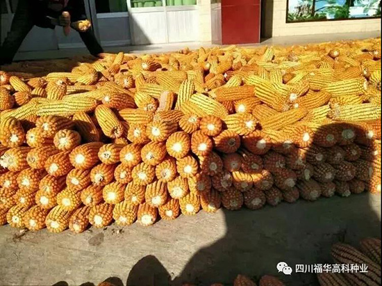 和睦玉918-玉米種子-福華高科 和睦玉918-玉米種子-福華高科