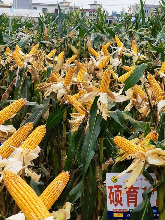 �T��173��4500����-���׷N��-�̵��N�I(y��)