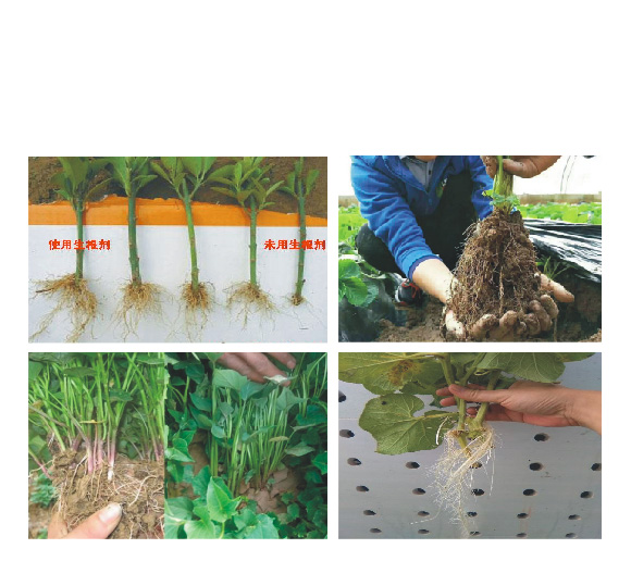 涔欒挏绱犱鉤娌?瀹濈劧鐢熺墿_07.jpg 涔欒挏绱犱鉤娌?瀹濈劧鐢熺墿_07.jpg