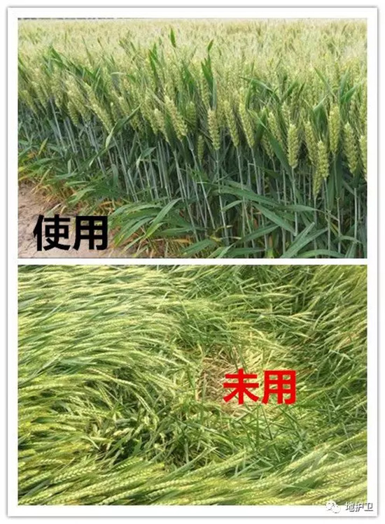 復(fù)合微生物菌劑-地護(hù)衛(wèi)-瑞邦化工 復(fù)合微生物菌劑-地護(hù)衛(wèi)-瑞邦化工