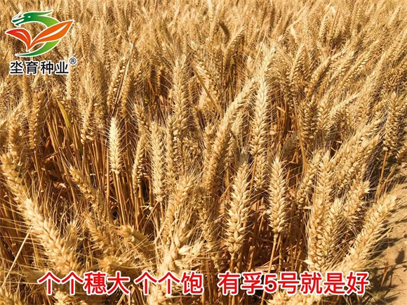 鏈夊瓪5鍙?(4).jpg 鏈夊瓪5鍙?(4).jpg