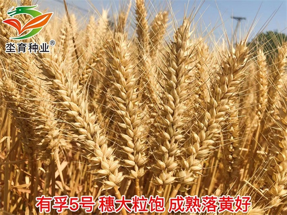 鏈夊瓪5鍙?(2).jpg 鏈夊瓪5鍙?(2).jpg