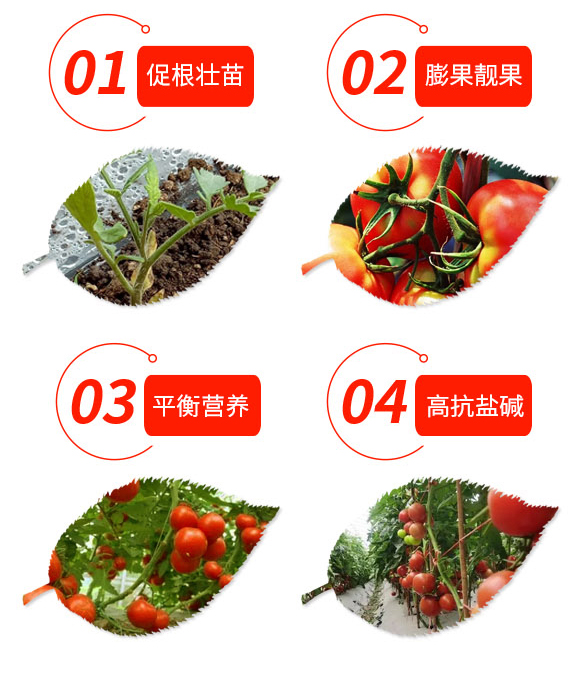 �|�玛鹿番茄专用肥-���鲸_03.jpg