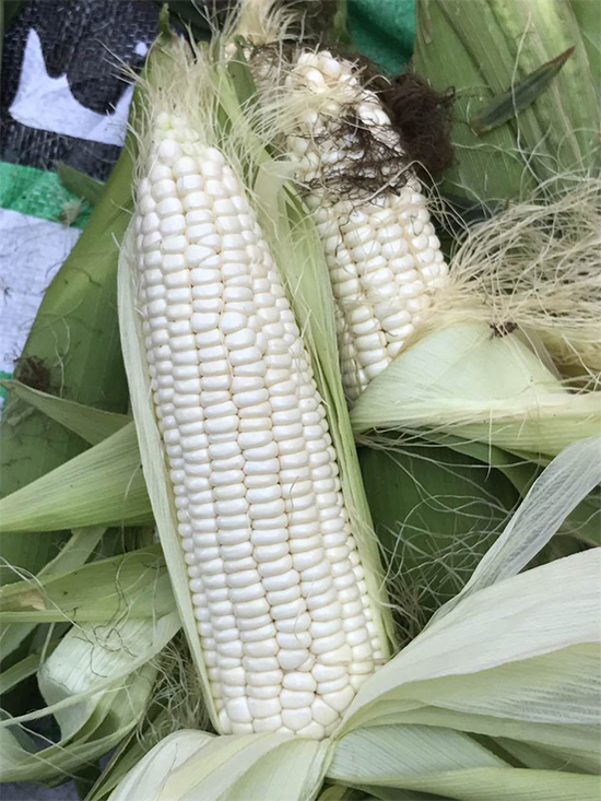 �AŴ2118-���׷N��-�A��N�I(y��)