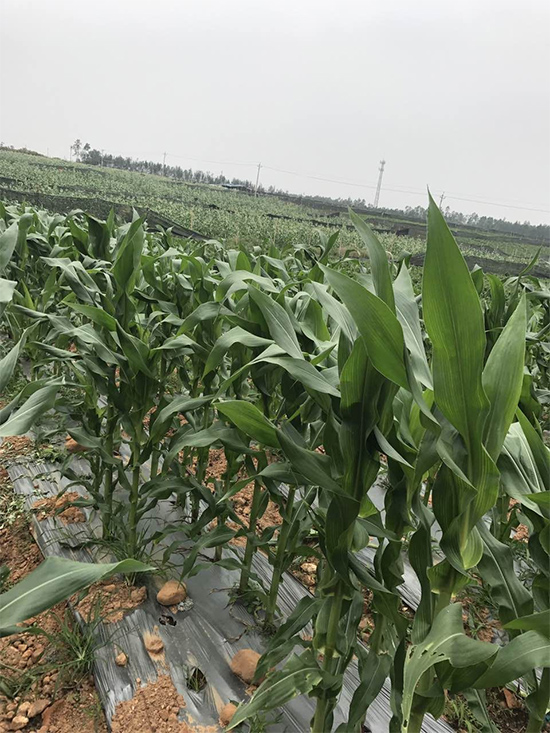 �AŴ2118-���׷N��-�A��N�I(y��)