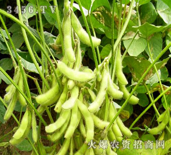 ����4̖-��-�|�Ѻ�