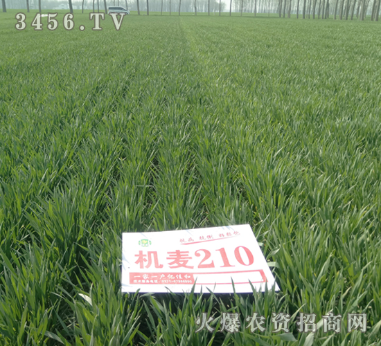 �C��210-С��-�|�Ѻ�