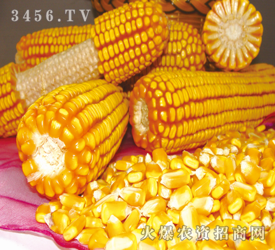 ����966-����-�|�Ѻ�