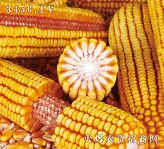 �C(j��)��7̖(h��o)-����-�|�Ѻ�