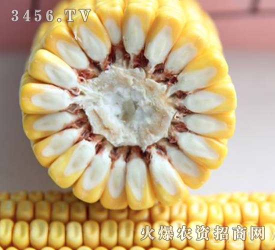 �C(j��)��12-����-�|�Ѻ�