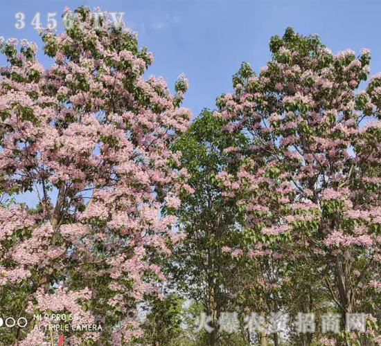 2020��鱘�ӆ�λ����(xi��ng)Ŀ15