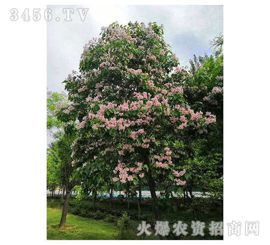 2020��鱘�ӆ�λ����Ŀ14