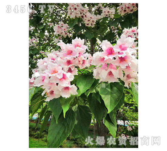 2020��鱘�ӆ�λ����(xi��ng)Ŀ13