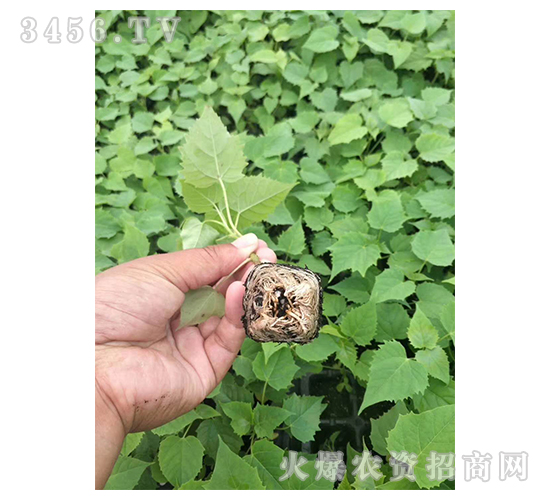 2020��鱘�ӆ�λ����Ŀ3