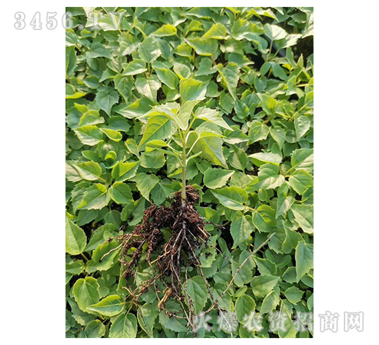 2020��鱘�ӆ�λ����Ŀ1