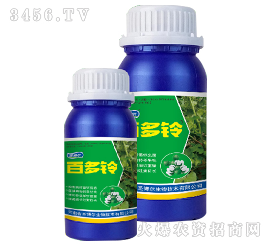 �׶��-ʥ����