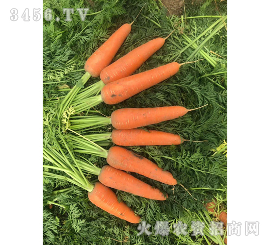 ���t2̖(h��o)-���}���N��-��ʥ��