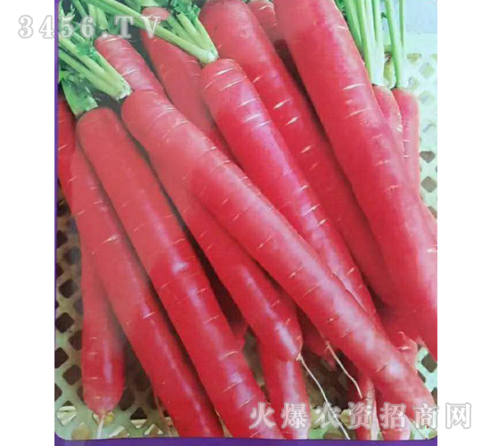 �t�Q�U���}���N��-��ʥ��