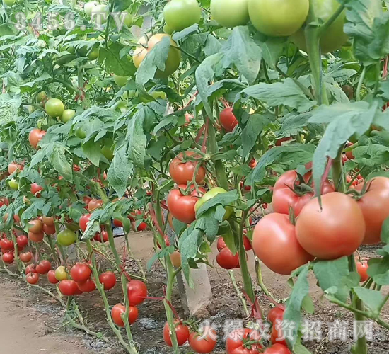 �ی�-���t���N��-��ʥ��